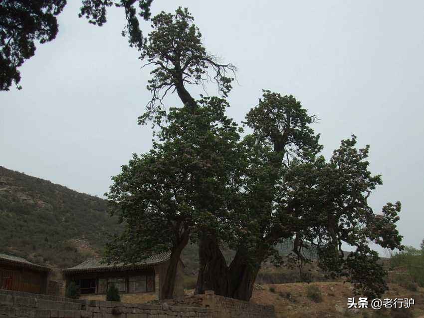 曲江六大遗址公园,曲江新区秦二世陵遗址公园