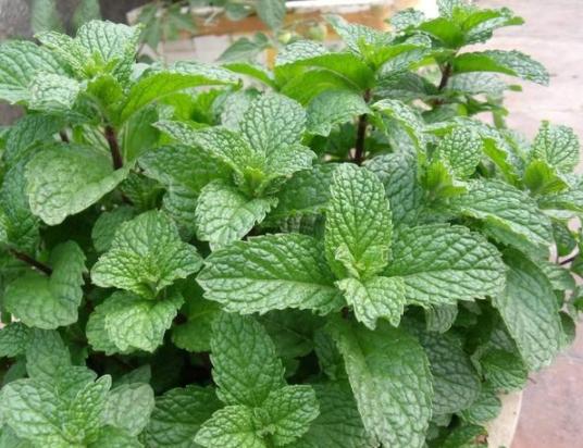 薄荷水培烂根怎么办,薄荷泡水里烂根怎么办