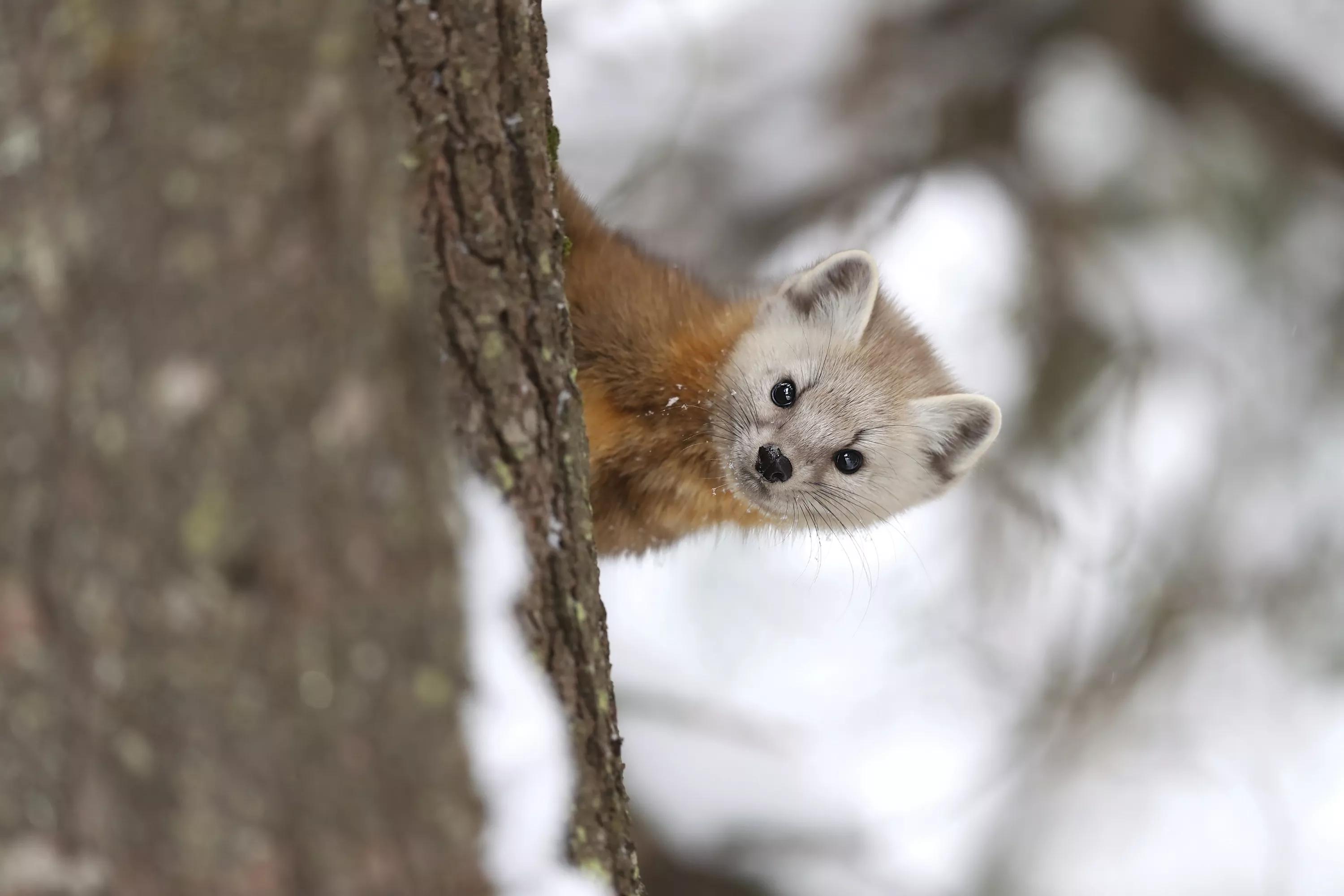 15种野生动物图片大全,15种稀有动物