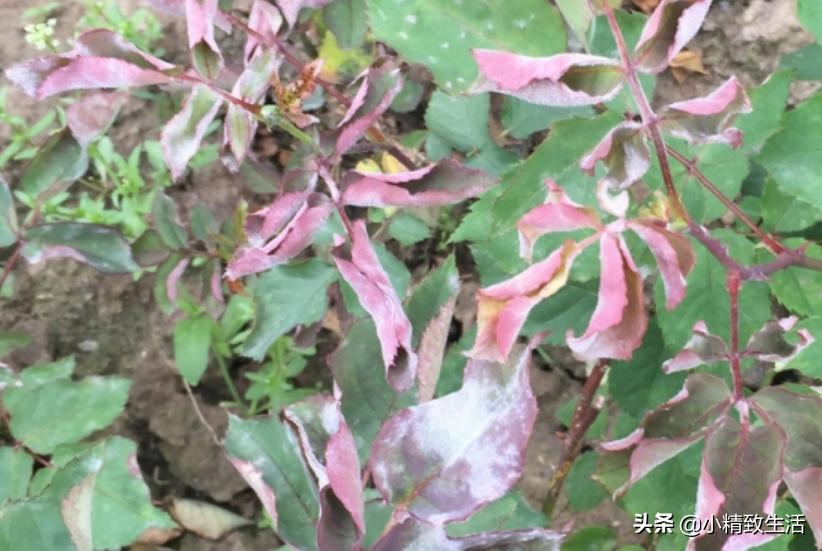 月季花是“药罐子”，常见10种病虫害，预防第一，救治第二