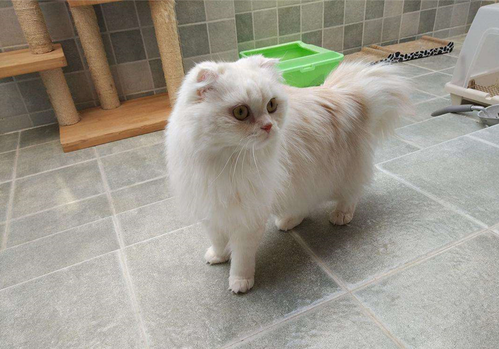 辟谣猫咪并非黑夜都能看得清,猫咪假孕结果真孕