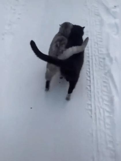 猫：这辈子亲过最狠的嘴…都看见嗓子眼儿了