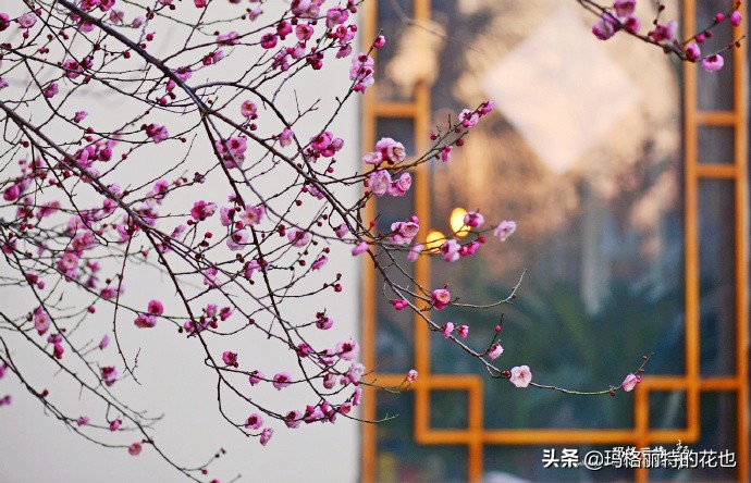 历史悠久的十大名花（海量美图），你选哪个做国花？