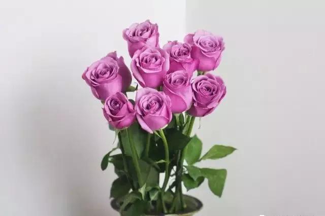 每天学习一点点——100种玫瑰品种科普