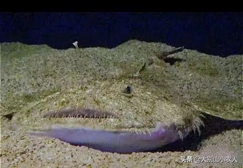 深海的鮟鱇鱼,深海鮟鱇鱼