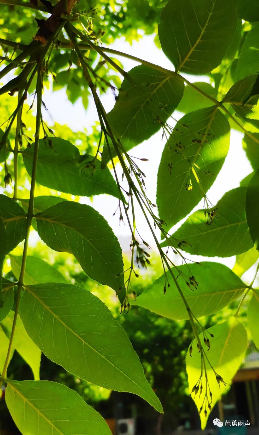 丰华街的白蜡树——新叶冉冉逢谷雨