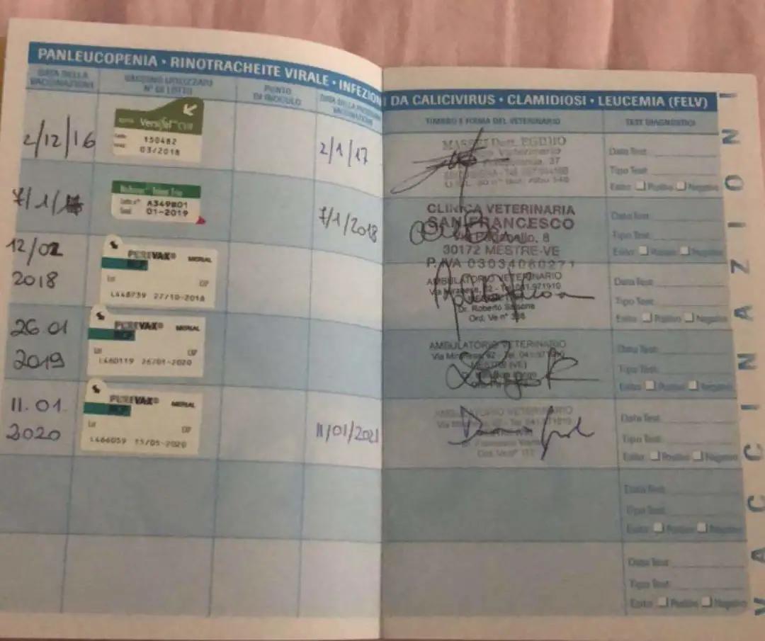 俄罗斯养猫的真实感受,意大利养狗的利弊