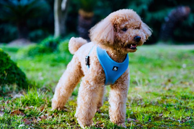 贵宾犬不吃狗粮喜欢吃家里的饭,贵宾犬不吃东西又吐怎么办