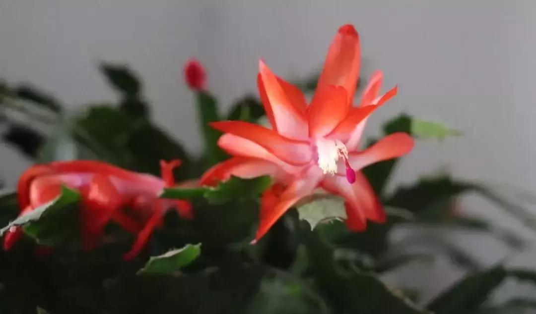 蟹爪兰干瘪发黄了怎么办,蟹爪兰叶子发黄发软怎么回事