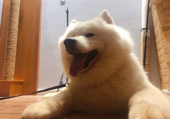 小狗牙齿不小心掉了还能长出来吗,狗狗牙齿意外掉了会长新牙吗