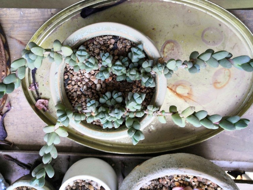 从鼻屎苗到老桩,时光里的蜕变