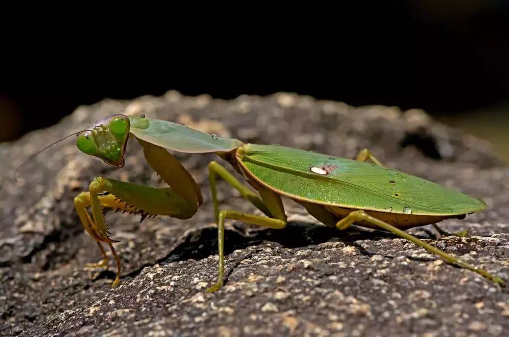 人工养殖的天敌昆虫,昆虫天敌大全