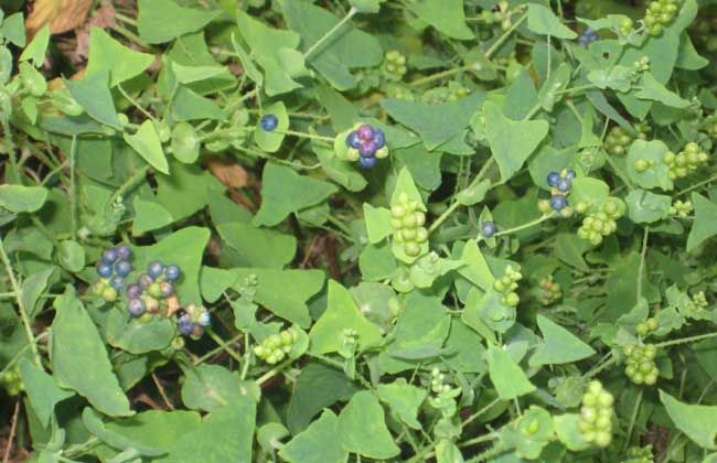 建房子怎么防蛇驱蛇最有效,庭院防蛇虫用什么药