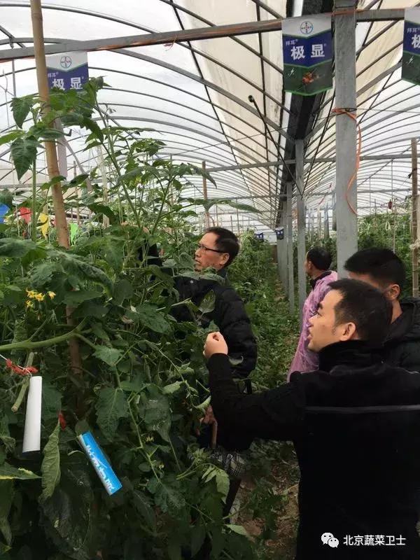 拜耳消杀白粉虱,拜耳治白粉虱特效药