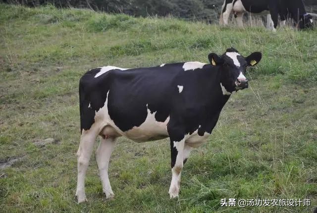 鲁家村田园综合体案例,10个日本田园综合体案例