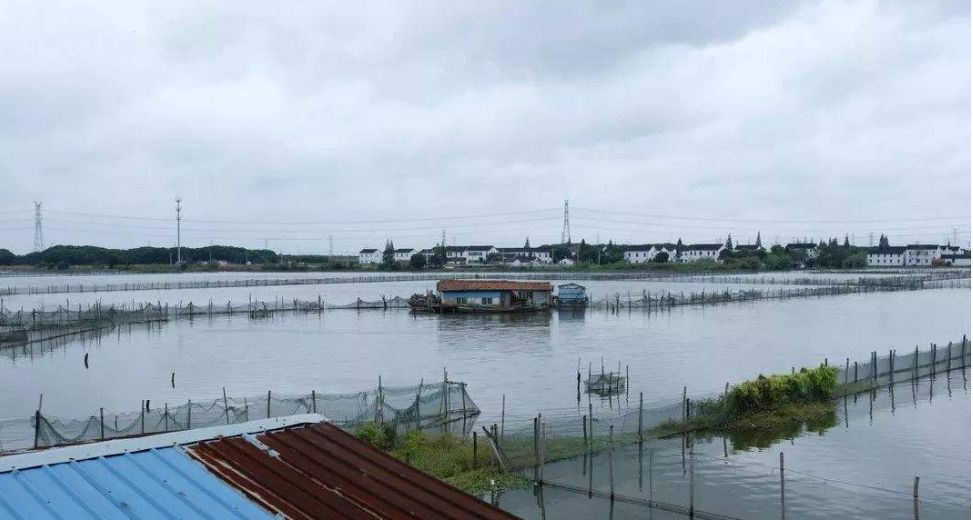 怎样买大闸蟹,大闸蟹怎么买又肥又好吃