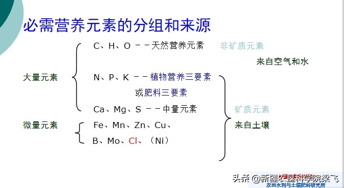 滴灌玉米缺磷的表现,如何科学高效施用磷肥