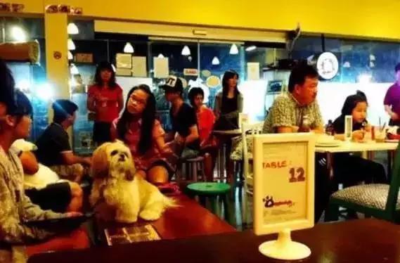 开宠物店的真实生意,开宠物店的投资收益与风险分析