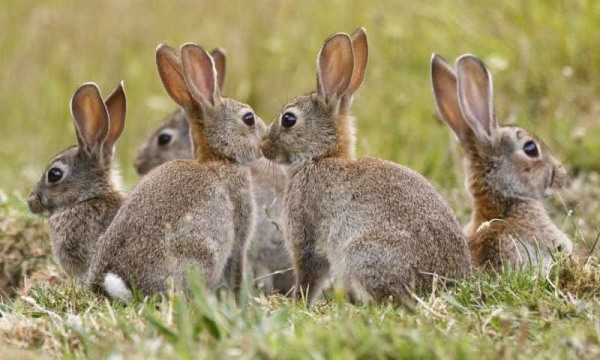 澳洲兔子泛滥成灾纪录片,澳洲为什么兔子不受近亲影响