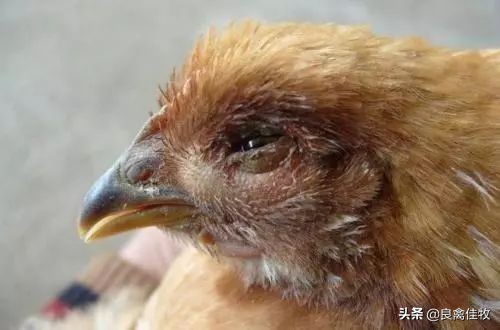 鸡呼吸道病中药配方,鸡呼吸道疾病防治方法