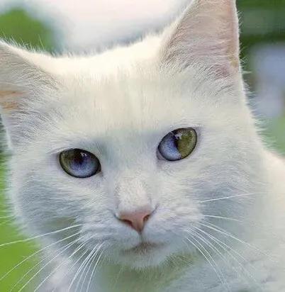 好看的猫的眼睛,猫的眼睛为什么那么好看