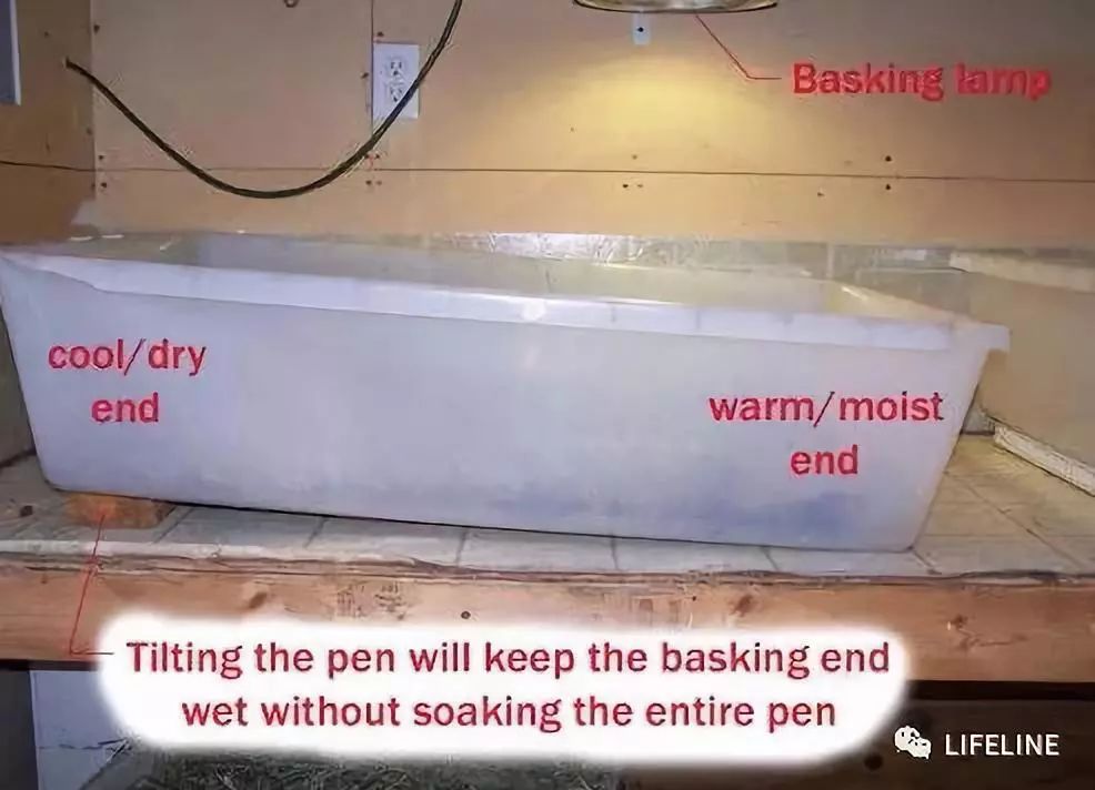 红腿陆龟如何家庭散养,广东红腿陆龟养殖方法