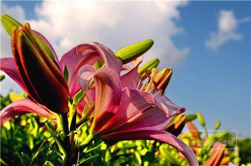 世界最美百合花海,超级惊艳的花海美景15分钟视频