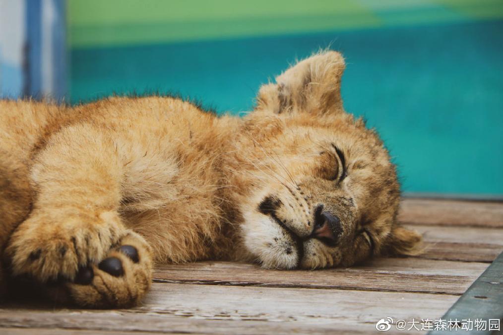 海滩再现绝美荧光海宛如蓝色星河,成都荧光海滩