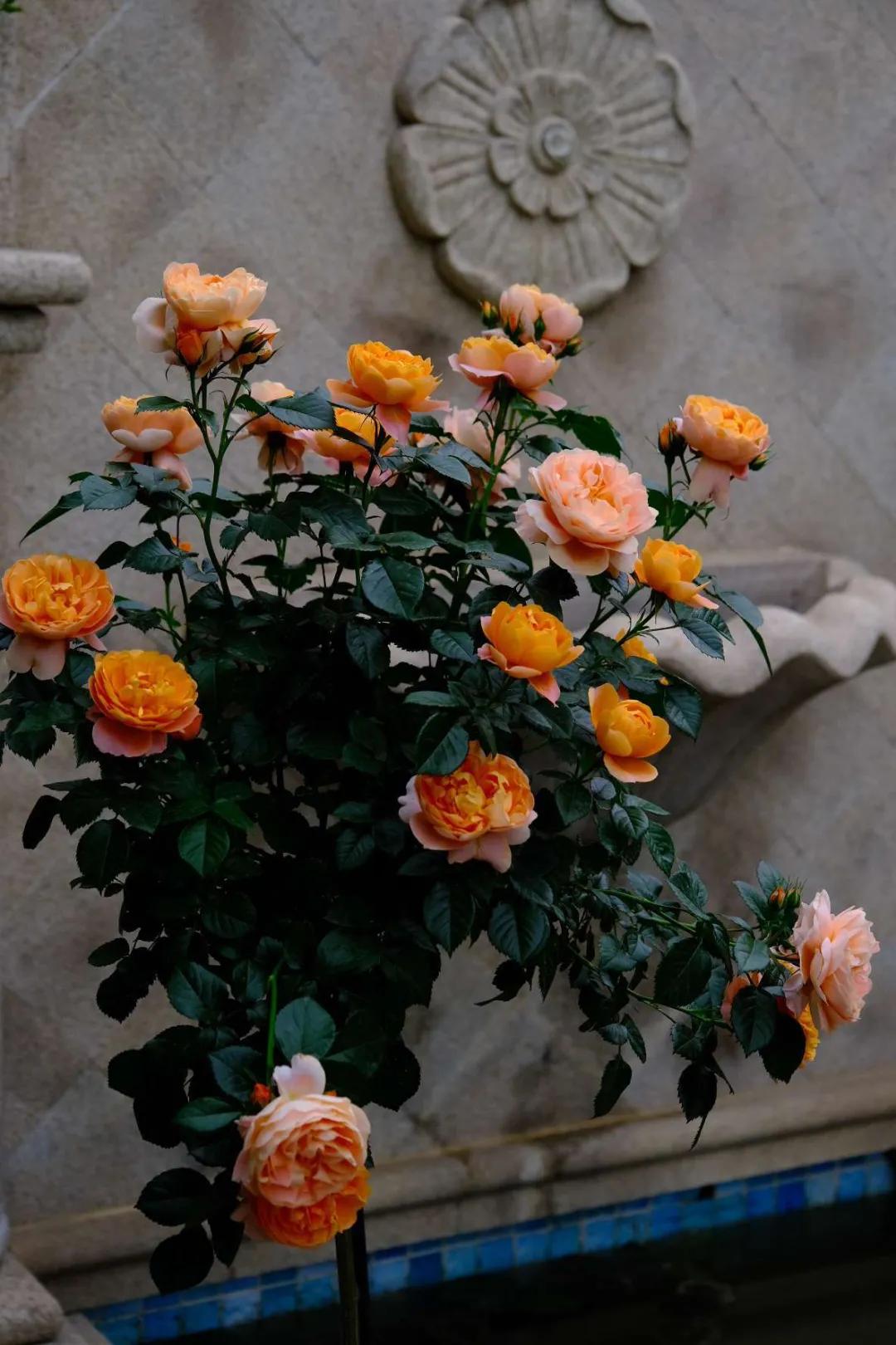 北方一年四季都开花的花园,东北花园四季开花植物