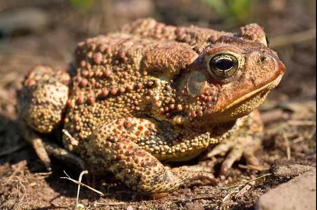 圳、倜、侈……这些字“离婚”后，你还认识吗？