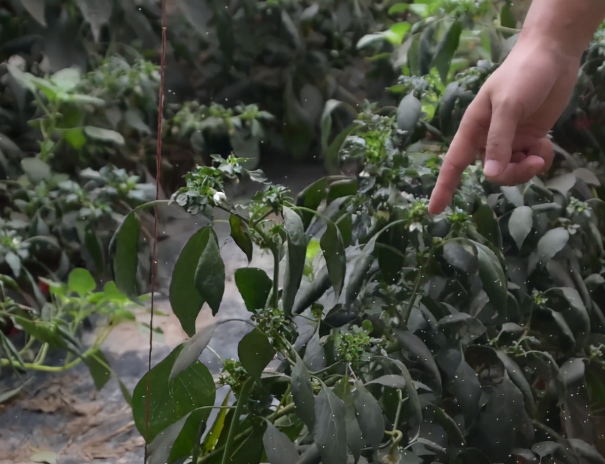 蔬菜的白虱虫用什么药剂,蔬菜白粉虱消灭小窍门视频