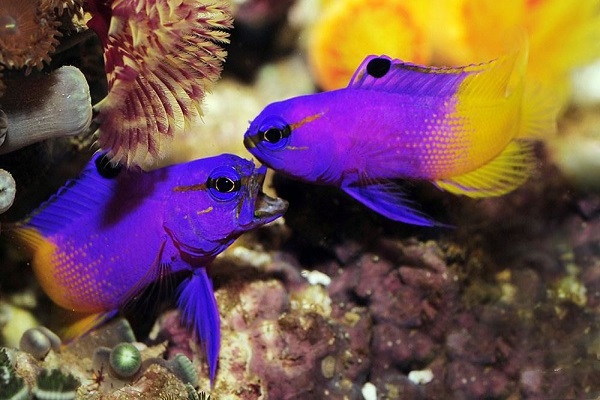 混养鱼的正确方法和注意事项,混养鱼注意些什么细节