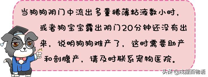 狗狗要生了主人该怎么做,狗狗要生小狗了有什么症状