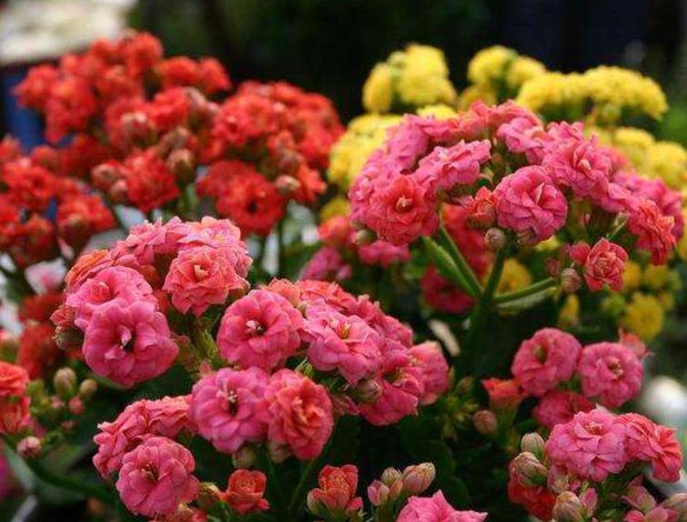 天竺葵花怎么养才能长寿,天竺葵长花苞了需要施肥