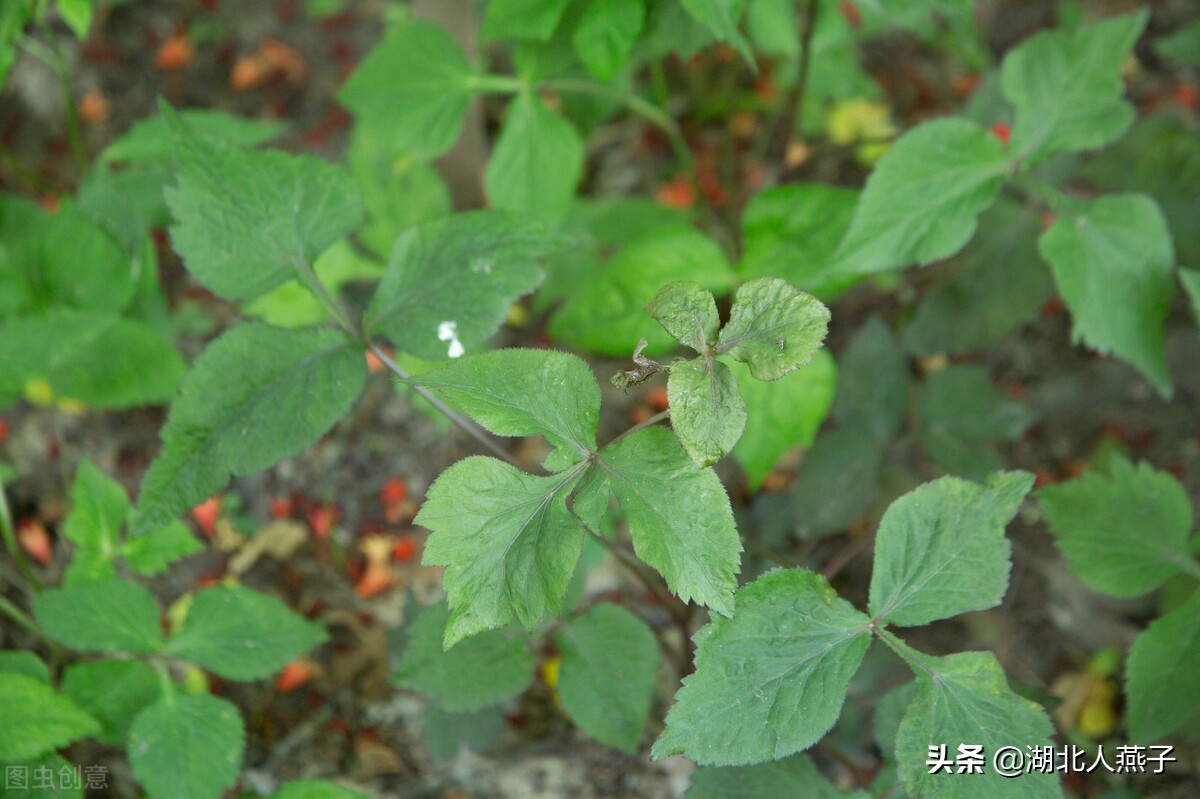 常见野菜的种类和图片大全 (各种野菜大全带图片)