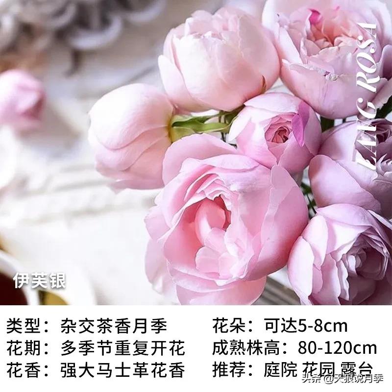 月季控对美的极致追求，尽在伊芙系列