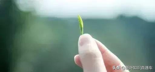 茶叶的采摘标准有哪四种,茶叶采摘标准与价格