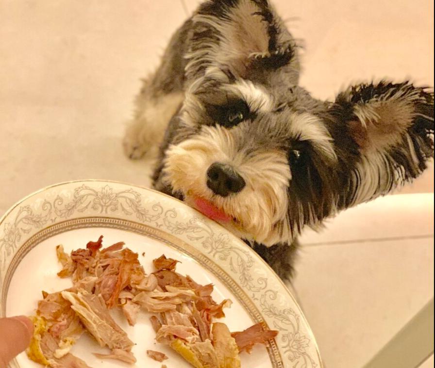 雪纳瑞为什么总感觉吃不饱,雪纳瑞为什么到了8个月就挑食