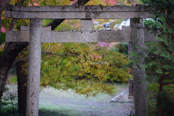 京都赏枫2022,京都赏枫必去景点有哪些好玩的