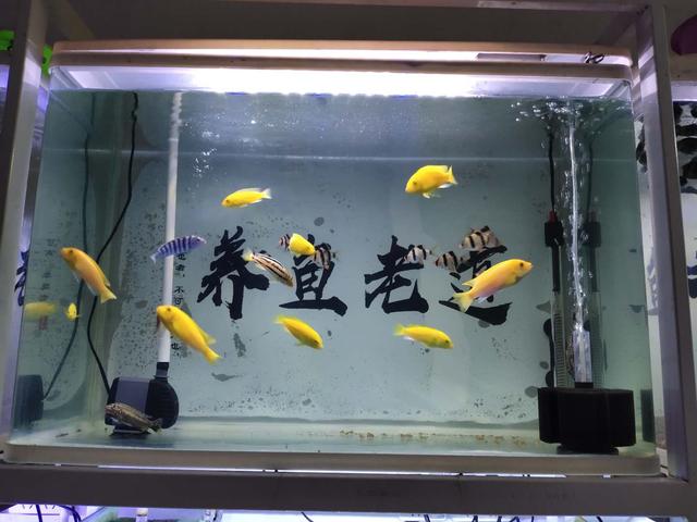 大鱼缸里养金鱼不打氧气能活吗,金鱼养在鱼缸里为什么不死