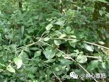 中药图片大全名称,中药图片大全带药名高清