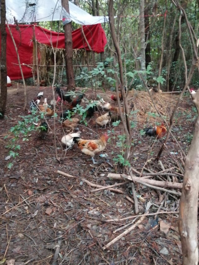 教你挑选土鸡,老鸡的办法