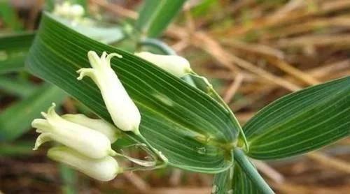 类似黄姜药材的植物,跟黄姜长得一模一样的植物