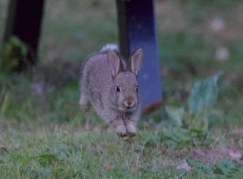 养兔技术肉兔的育肥关键技术,肉兔饲养技术与管理