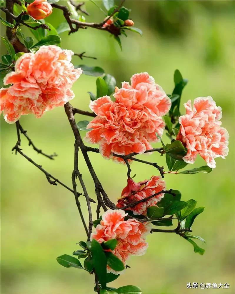 一至十二月的花期,12月到2月份的花期