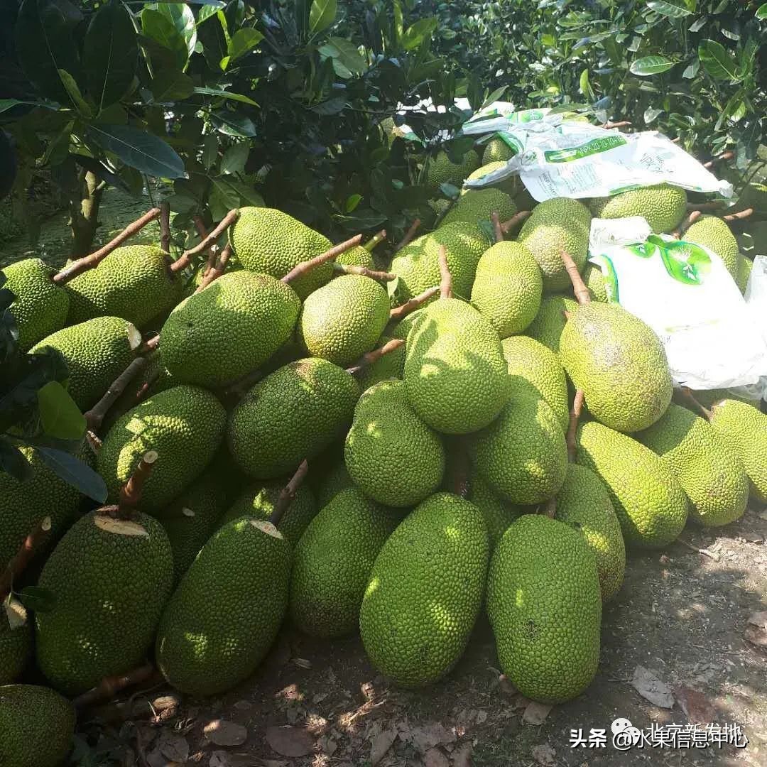 水果大王们生意经,水果生意经