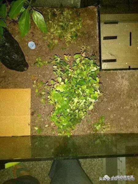 丛林造景黄缘龟池设计图大全,龟宝宝黄缘龟生态缸造景教程