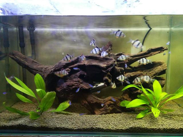 鱼缸水发黄用蛋白棉还是活性炭,鱼缸放活性炭一般多久黄水变清