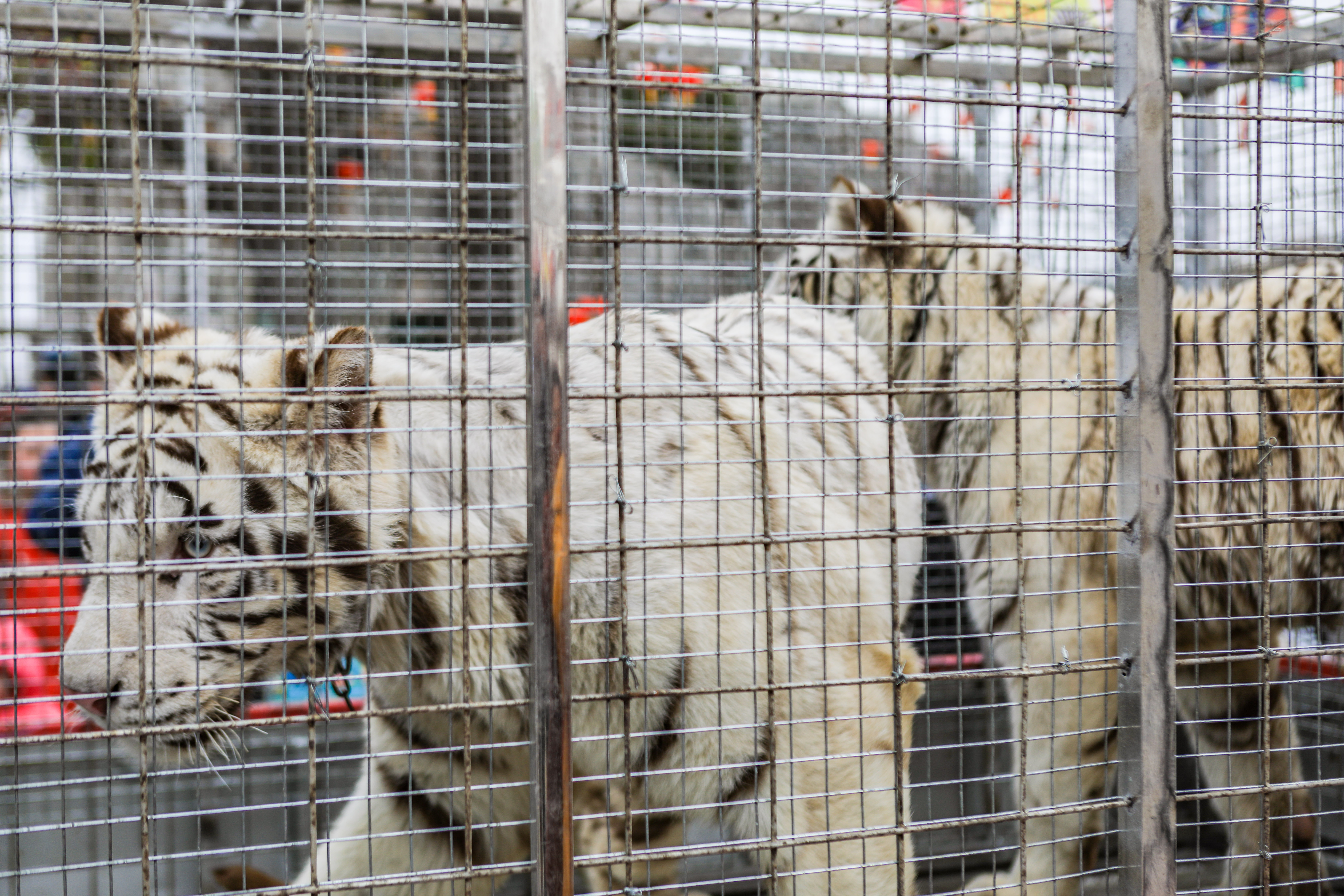 这是西北首个野生动物园，实测喂老虎是一种怎样感受！刺激