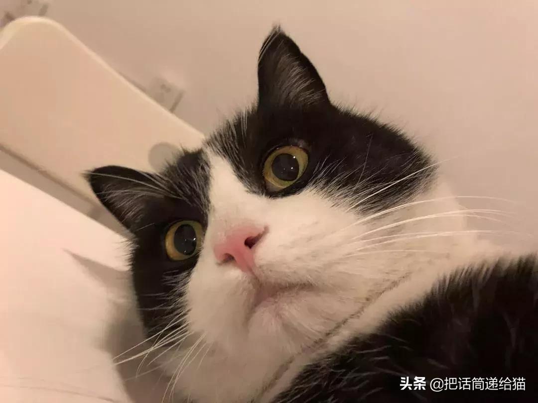 猫故事全集,猫故事小说